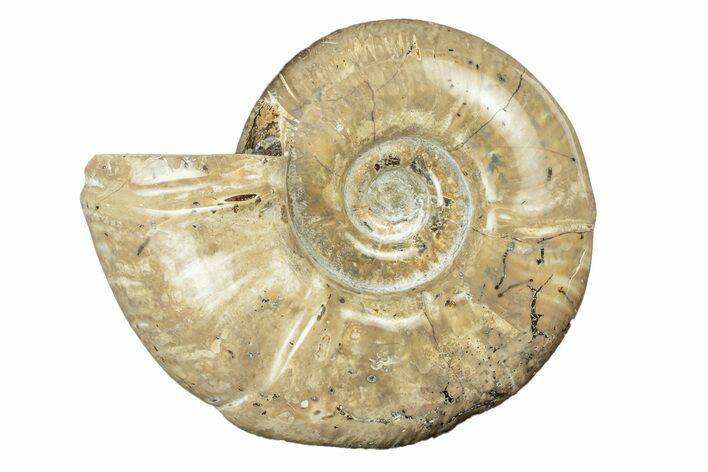 Polished Ammonite (Argonauticeras) Fossil - Madagascar #252789